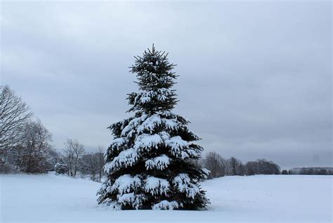 Pine Tree Covered In Snow Photograph By Janet Mcconnell Pixels