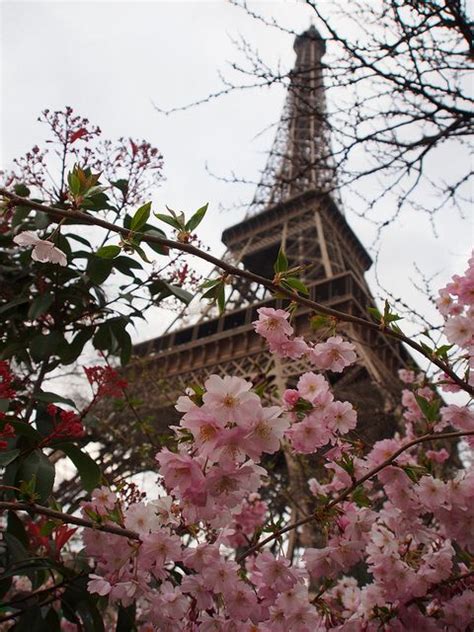 Cherry Blossoms At The Eiffel Tower Eiffel Tower Tower Eiffel