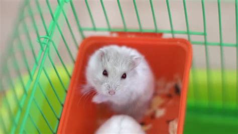 Hamsters In A Cage Cute Hamster In A Cage Looking At The Camera Stock