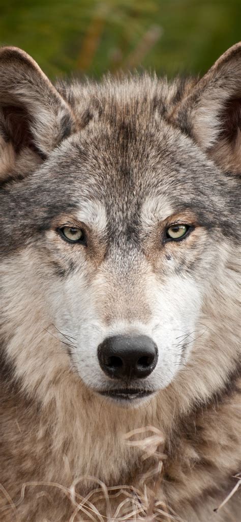 Inspiration tattoos, eski dövme, dodge challenger hakkında daha fazla fikir görün. Wolf, front view, look, wildlife 1242x2688 iPhone 11 Pro/XS Max wallpaper, background, picture ...