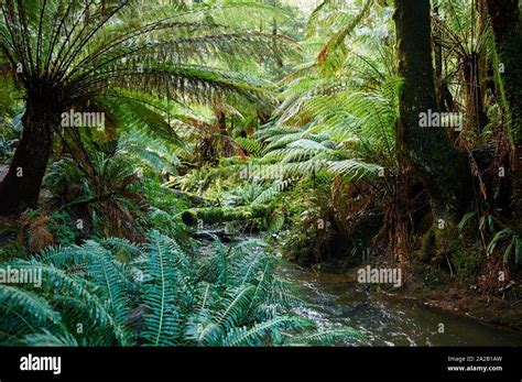 Nature Landscape Of The Rainforest In The Great Otway National Park In Spring Australia Stock