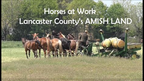 Busy Time In Amish Landspring Field Work Youtube