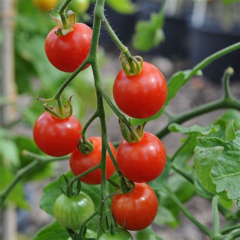 A wide variety of cherry 100 tomatoes options are available to you, such as variety, cultivation type, and certification. Tomato Plant 'Super Sweet 100' (Cordon Tomato)