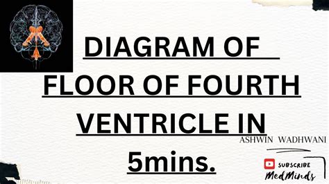 Easy Trick For Floor Of Fourth Ventricle Diagram Youtube