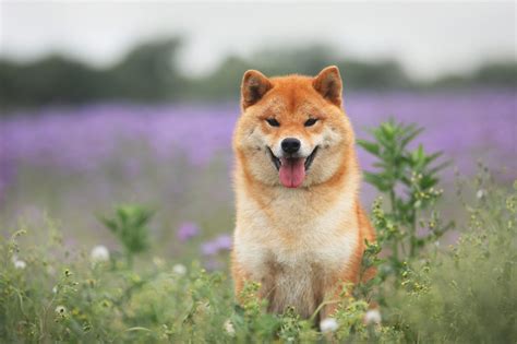 A Guide To 8 Japanese Dog Breeds Kimkia Crypto
