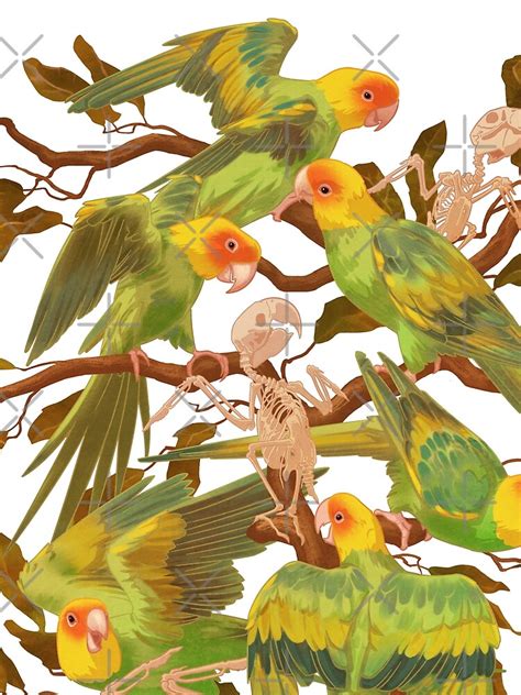 The Extinction Of The Carolina Parakeet T Shirt For Sale By Ikerpazstudio Redbubble