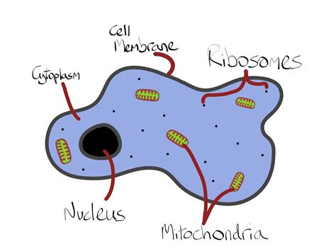 Cytoplasm Drawing Free Download On Clipartmag