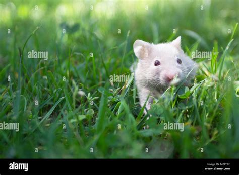Golden Hamster Hi Res Stock Photography And Images Alamy
