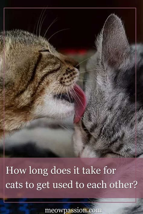 How To Introduce Cats To Each Other Best Ways Meowpassion In 2020