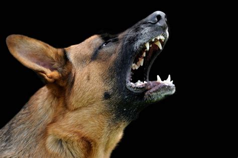 How To Stop My German Shepherd Dog Barking At Night
