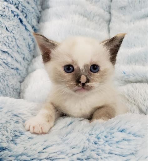 Snowshoe Siamese Kitten Pets Friend Store In Alliston Ontario