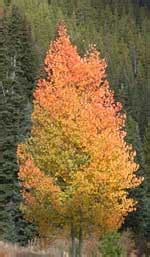 Although aspen are somewhat similar in appearance to some species of birch, birch trees aspen are remarkable and unique trees. Quaking Aspen | Tree New Mexico | New Mexico Trees ...
