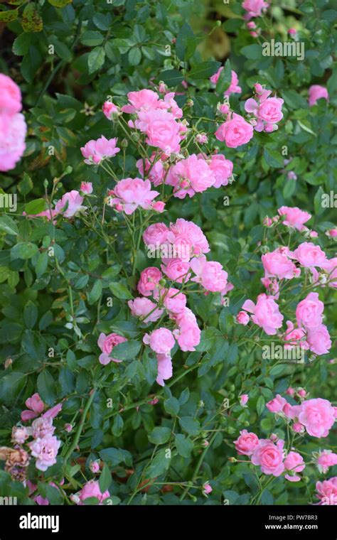 Pink Climbing Rose High Resolution Stock Photography And Images Alamy