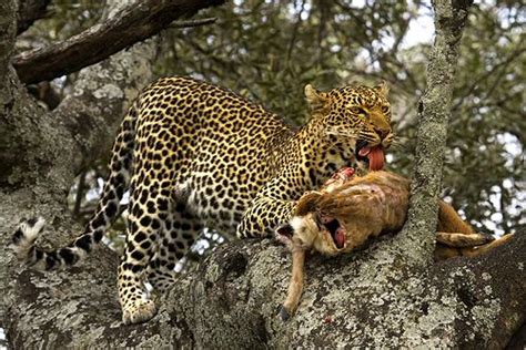 The Carnivores The Most Exciting And Graceful Animals On