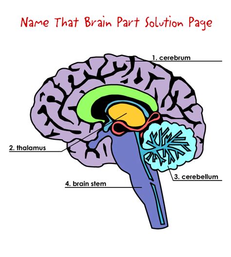 Alternativetherapies in health and medicine. Name That Brain Part Solution Page - Connecticut Children ...