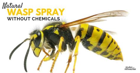 Maybe you would like to learn more about one of these? Natural Wasp Killer - Get Rid of Wasp Nests Without Chemicals