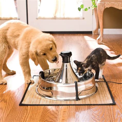 $17 for $30 worth of pet kennel services — bull valley retrievers. The 5 Best Water Purifiers to Protect Your Dog From Toxic ...