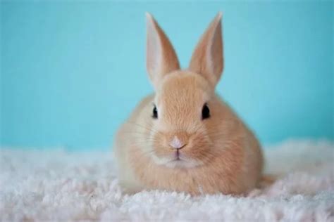 Conejos Características Hábitat Alimento Cuidados Domesticación