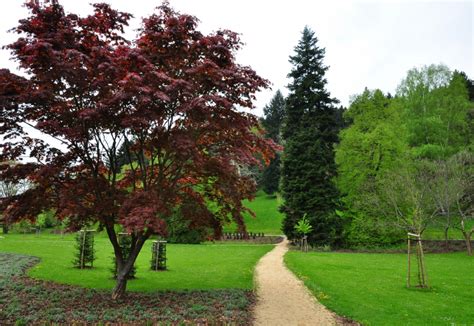 Allergy Causing Trees - allergena.com