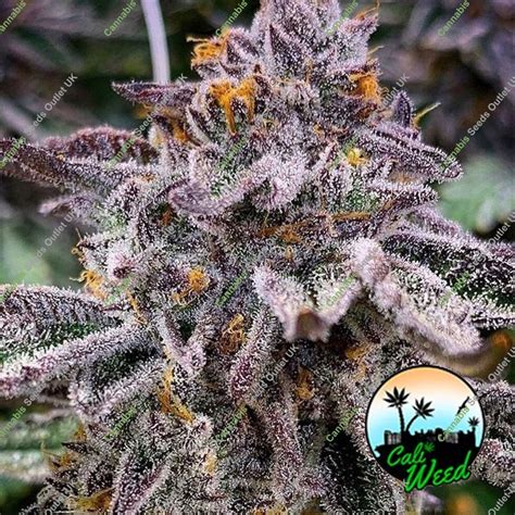 Buy Pink Runtz Auto Feminized Seeds By Cali Weed Seeds Online