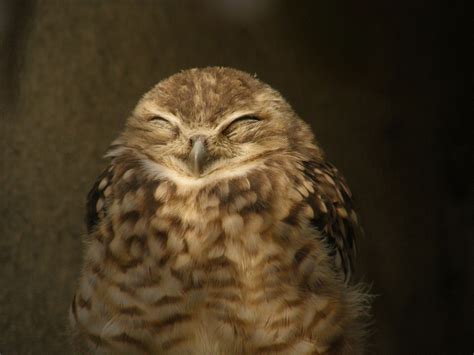 Smiling Owls Album On Imgur Baby Owls Baby Animals Cute Animals