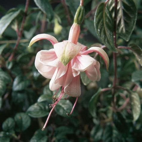 Es una de estas plantas polivalentes que puede ser. Southgate - Trailing Fuchsia - Fuchsia hybrid | Proven Winners
