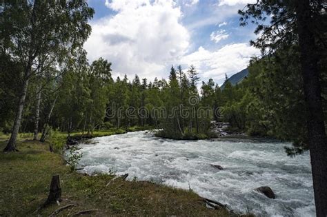 Fast Water Stream In Mountain River With Coniferous Forest Altai