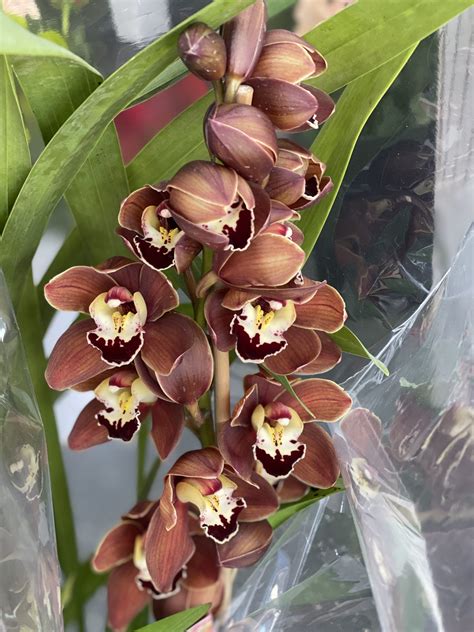 Cymbidium Orchid Plant Professional Florists Flower Services Online Flower Delivery