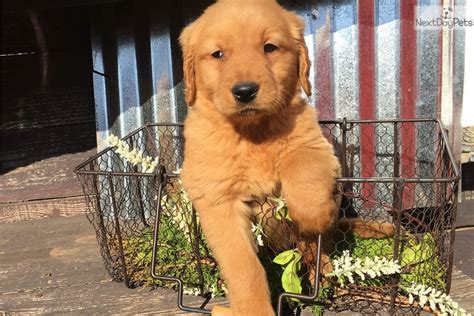 Raised in a family environment and very good with children and other household pets. Rusty: Golden Retriever puppy for sale near Oklahoma City, Oklahoma. | 525e8db3-ed81