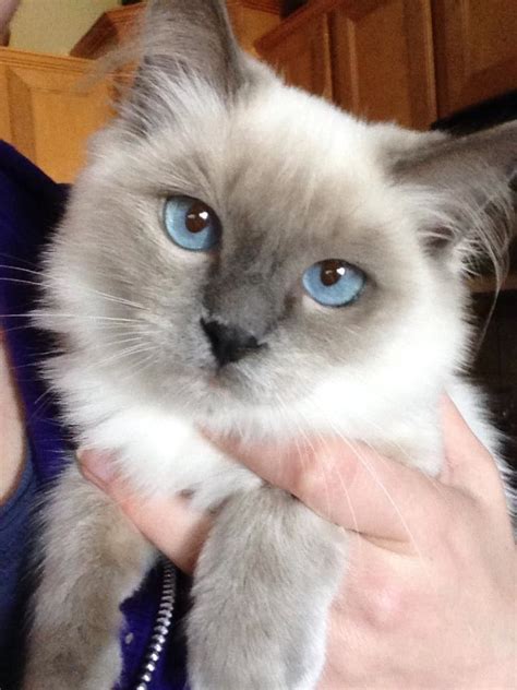 Enchanting Blue Point Mitted Ragdoll Kitten