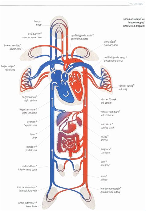 Circulatory System For Kids Diagram Images And Pictures Becuo