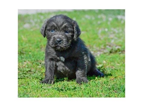 Interested in finding out more about the newfoundland? Newfoundland-DOG-Male-Black-2356842-Petland Carriage Place