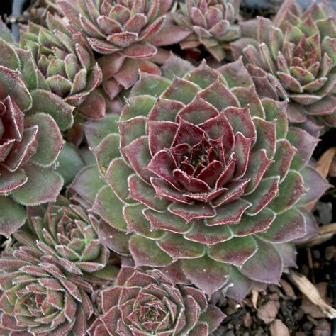 Sempervivum Kalinda Hens And Chicks From Sandys Plants