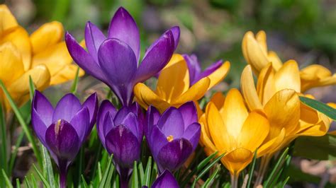 Yellow Crocuses Wallpapers Wallpaper Cave