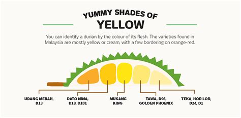 Comprehensive description of the malaysian durian online, durian culture, and other general durian information including durian fruit selection, popular durian varieties, durian durian export. Durian Info: A Beginner's Guide To Durian by Tourism Malaysia