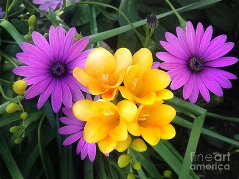 Bright Pink And Yellow Flowers Photograph By Sofia Goldberg Fine Art
