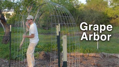How to build a basic grape arbor. Building the Grape Arbor Trellis - Cattle Panels and T ...