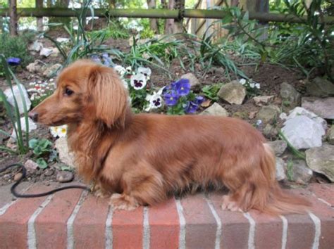 Gallery For Full Grown Miniature Dachshund Breed Long Haired