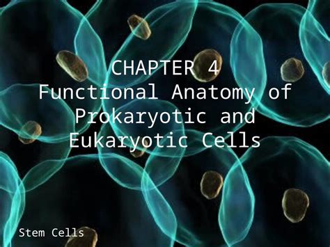 ppt chapter 4 functional anatomy of prokaryotic and eukaryotic cells stem cells dokumen tips