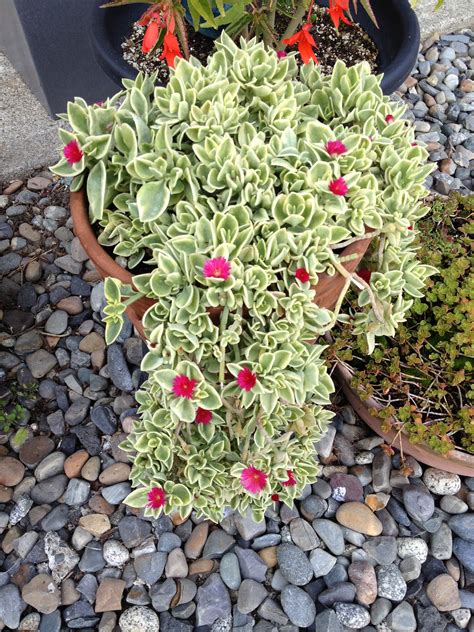 Eternal blooms with dried artificial flowers. Ice Plant Hanging Basket - sybianforce