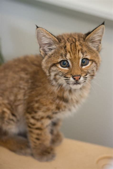 Bobcat Kitten Making Brief Stay At Oregon Zoo After Rescue By