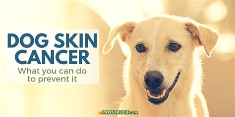 Skin Cancer On Dogs Face