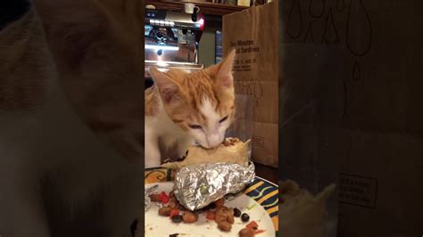 Kitten Eating A Burrito Improved Version Youtube