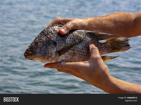 Tilapia Fish Held By Image And Photo Free Trial Bigstock