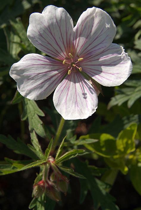 White Flower With Purple Veins Photo Serena Bowles Photos At