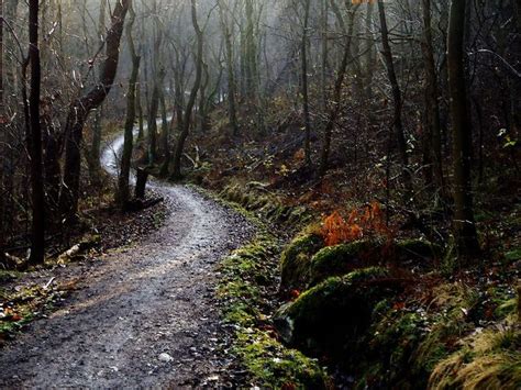7 Best Winding Forest Path Images On Pinterest Forest Path Paths And