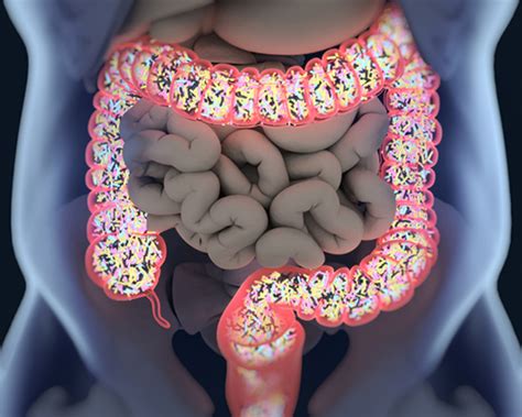 Genetic Factors Involved In Shaping Composition Of Human Gut Microbiome