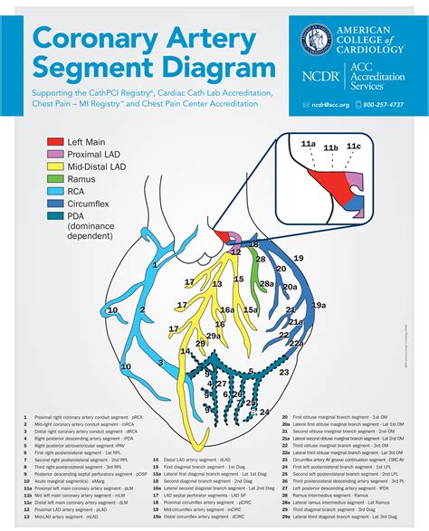 Coronary Anatomy Diagram Poster Request Form