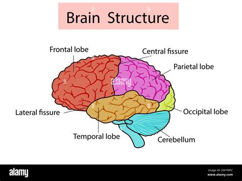 Ilustración Vectorial Aislada De La Estructura Cerebral En La Cabeza