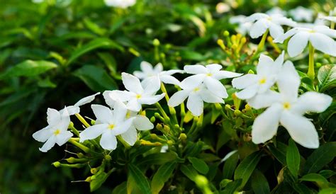 Jasmine Care How To Plant Grow And Care For Jasmine Flowers Gilmour